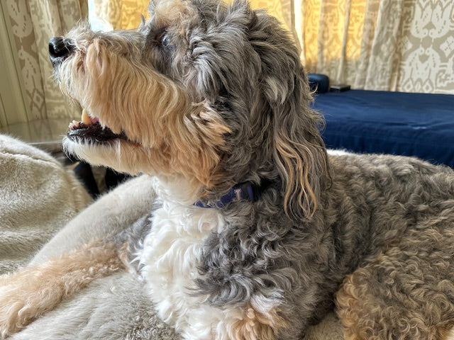 Hi, my name is Leo! I'm 90 pounds and I'm wearing my Blue Jay Collar in Size Large.